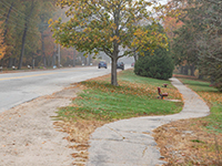 Sidewalk view near active road.